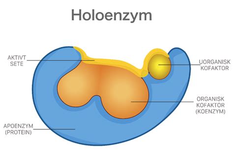 Apoenzym Jest Białkową Częścią Enzymu 1.Oceń poprawność podanych informacji,wpisując P lub F. 2. Enzymy wykazują  swoistość substratową i - Brainly.pl